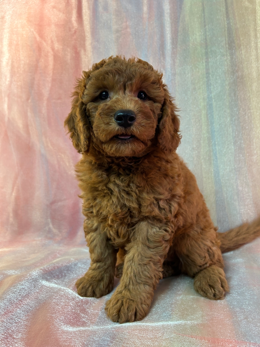 Red Male Mini Goldendoodle Puppy for Sale DOB 8-25-2025 $1200